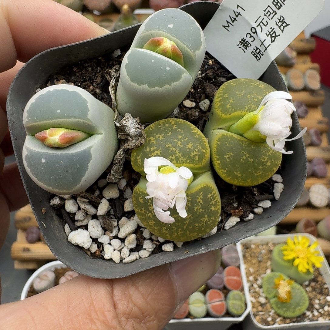 441多肉哈哈哈哈哈哈哈