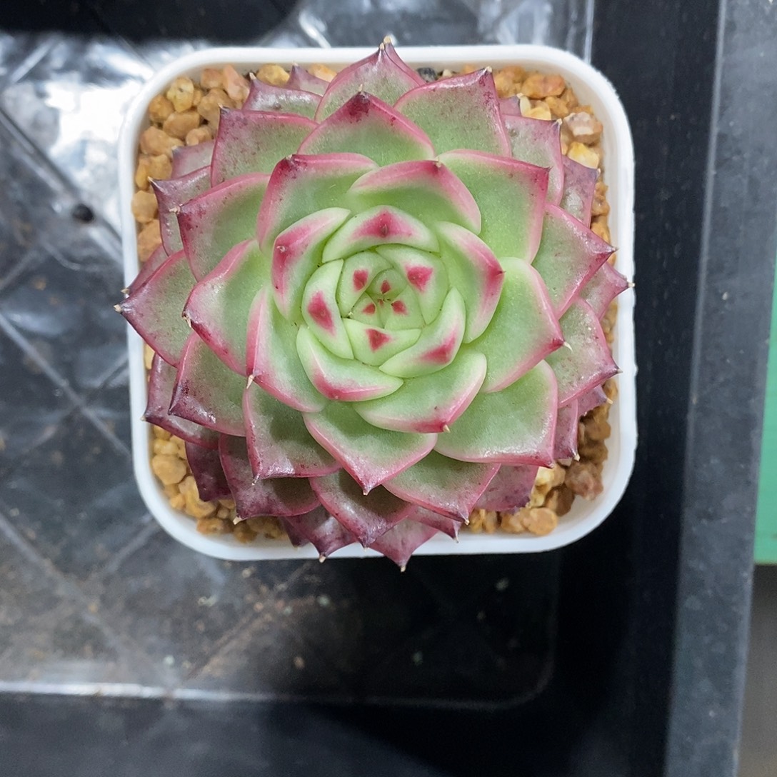 女巫。满28发货。   