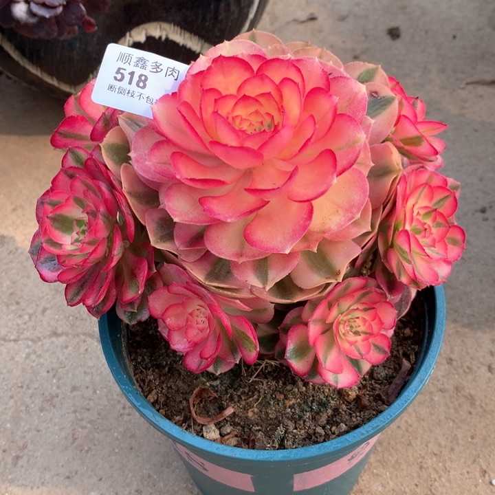 518倾城多肉特价包邮20厘米