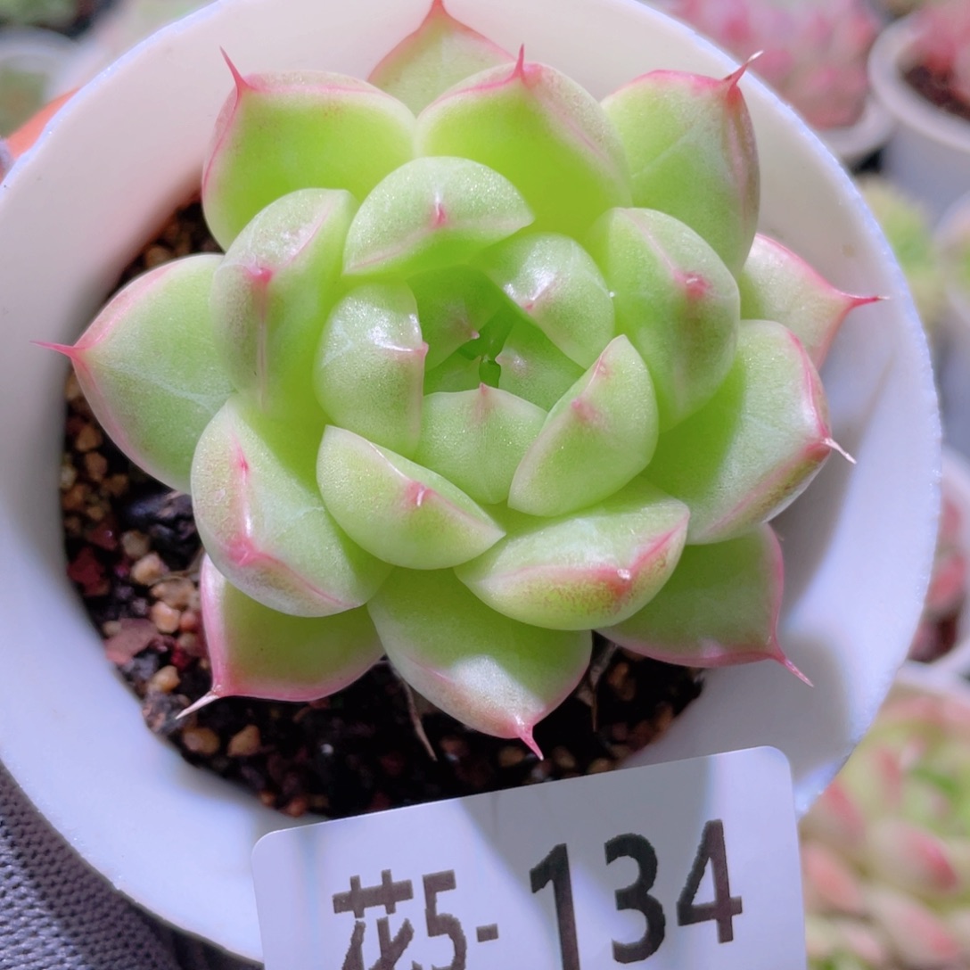 花利美 5-134麦秆 