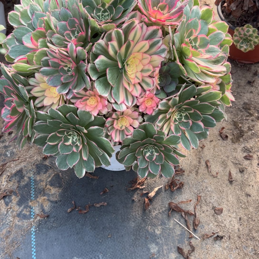 你***§464孔雀翎多肉植物法师多肉