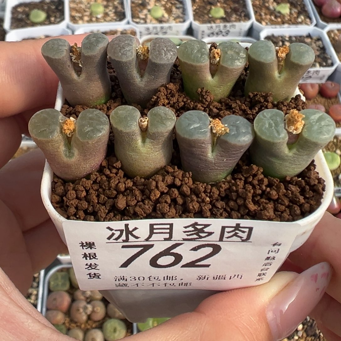 762克里普兰裸根发货