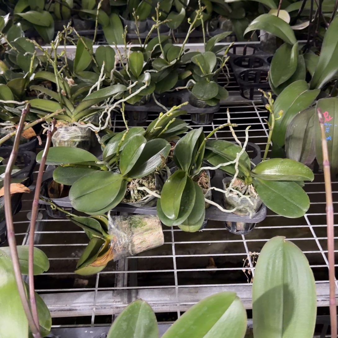 无花朵3.0双梗心花怒放