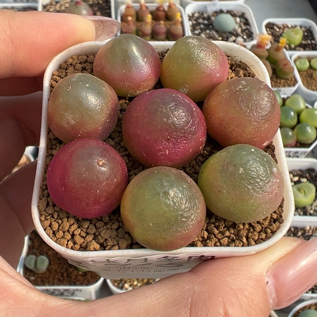 715灯泡八颗裸根发货