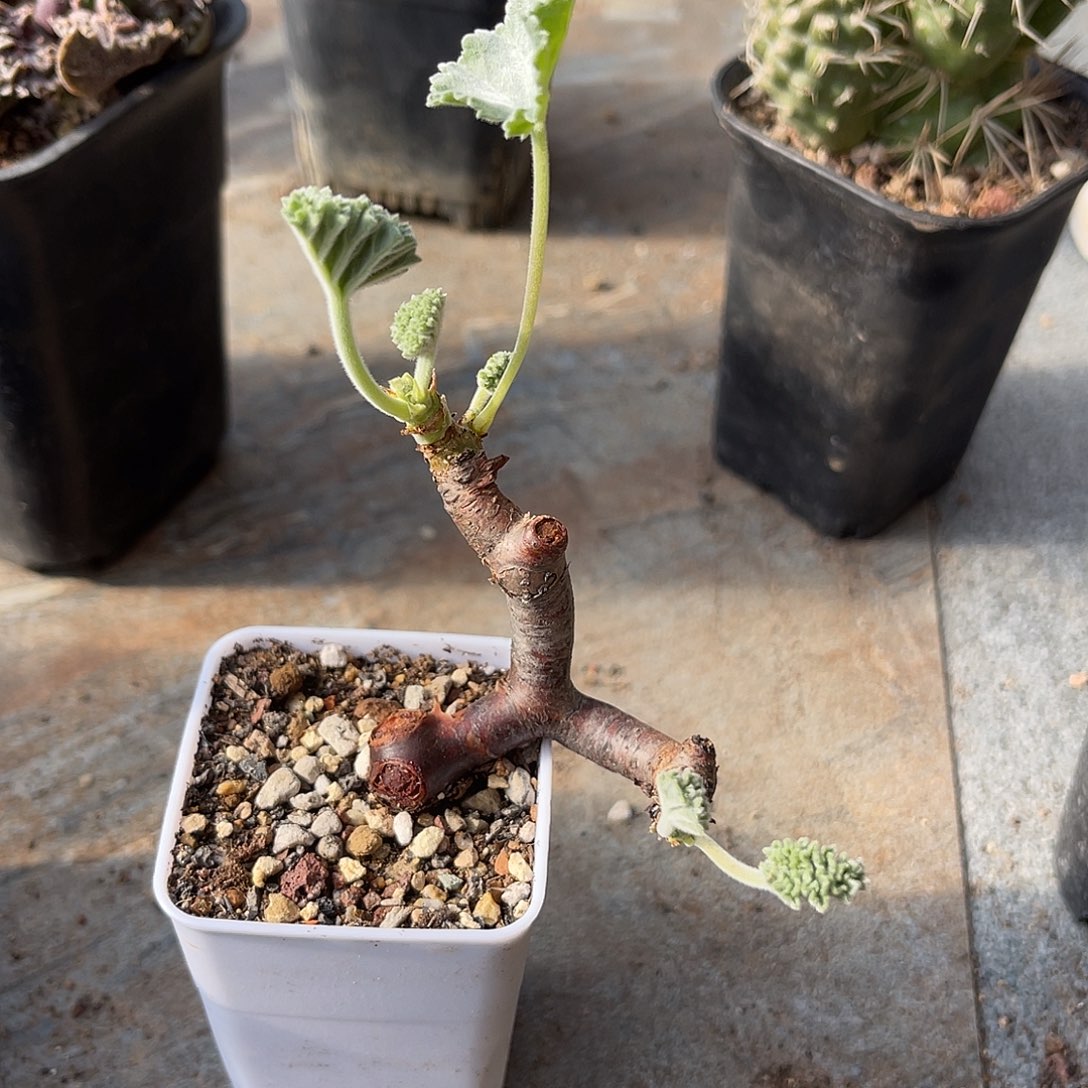 黑枝干洋葵一物一拍