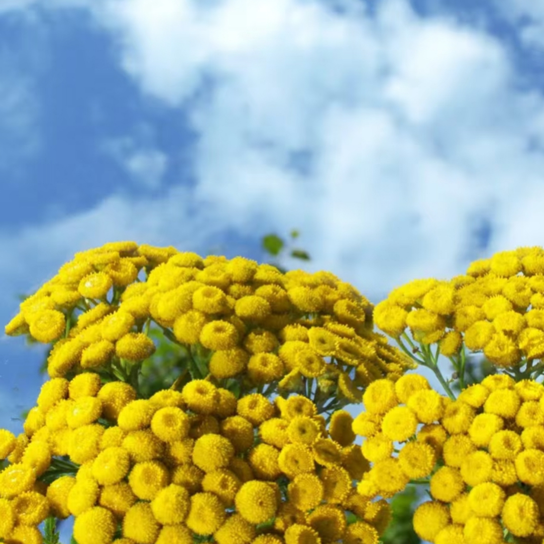 黄金不凋花-波黑永久花3ml