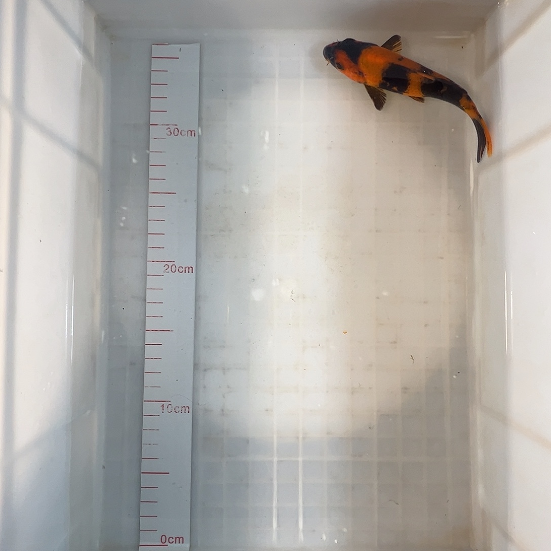 锦鲤蒙娜丽莎绯写