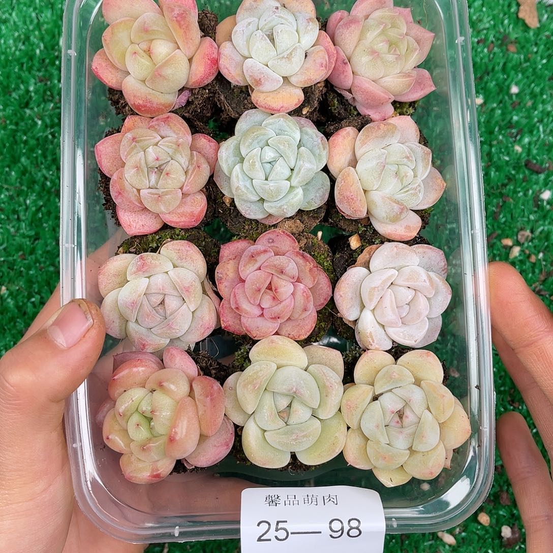 多肉一物一拍25-98