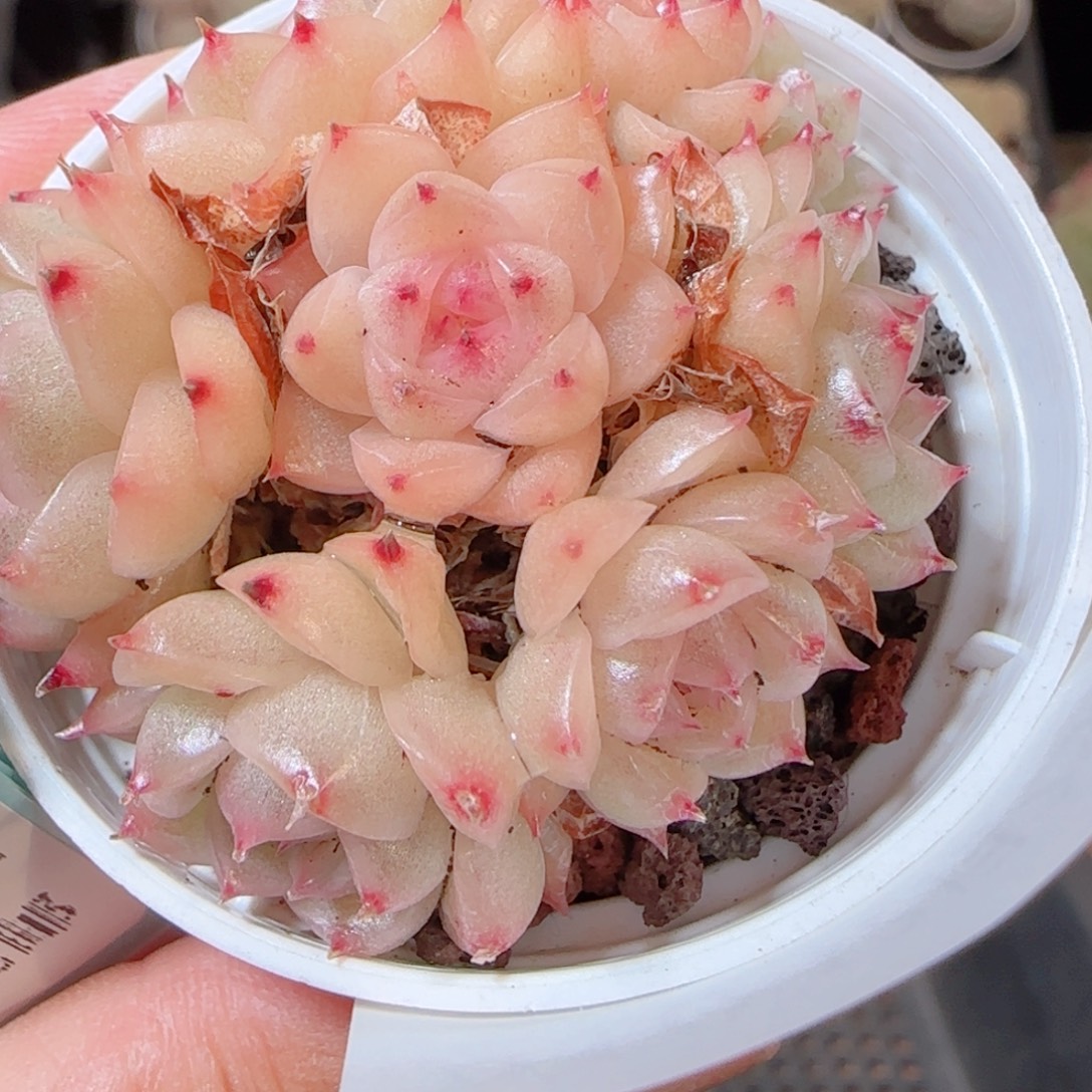 花语多肉1229-210散