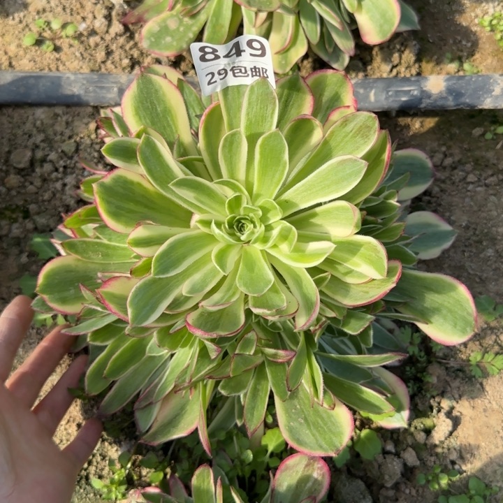 海王……多肉植物……