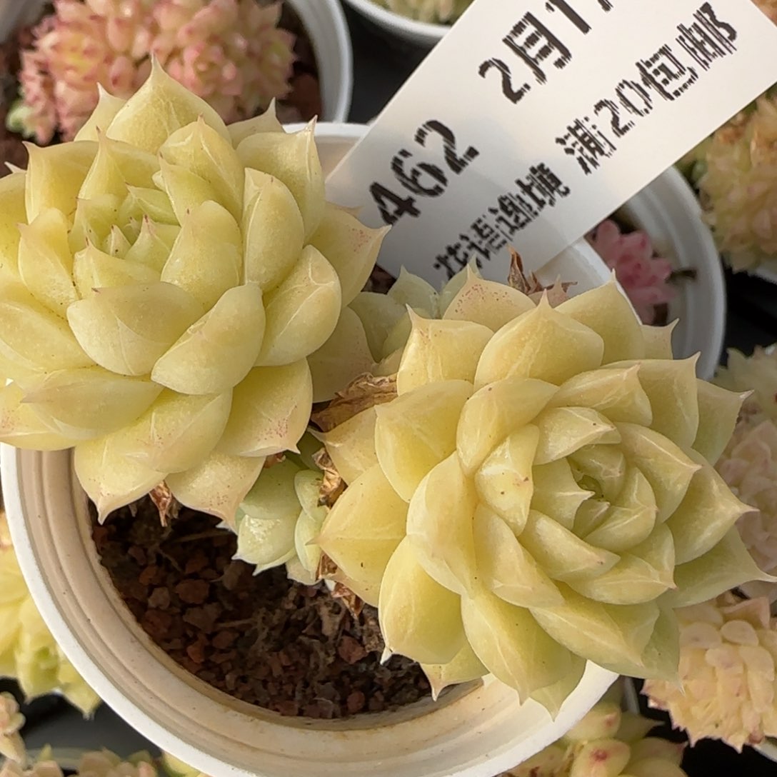 花语逸境0217-462散