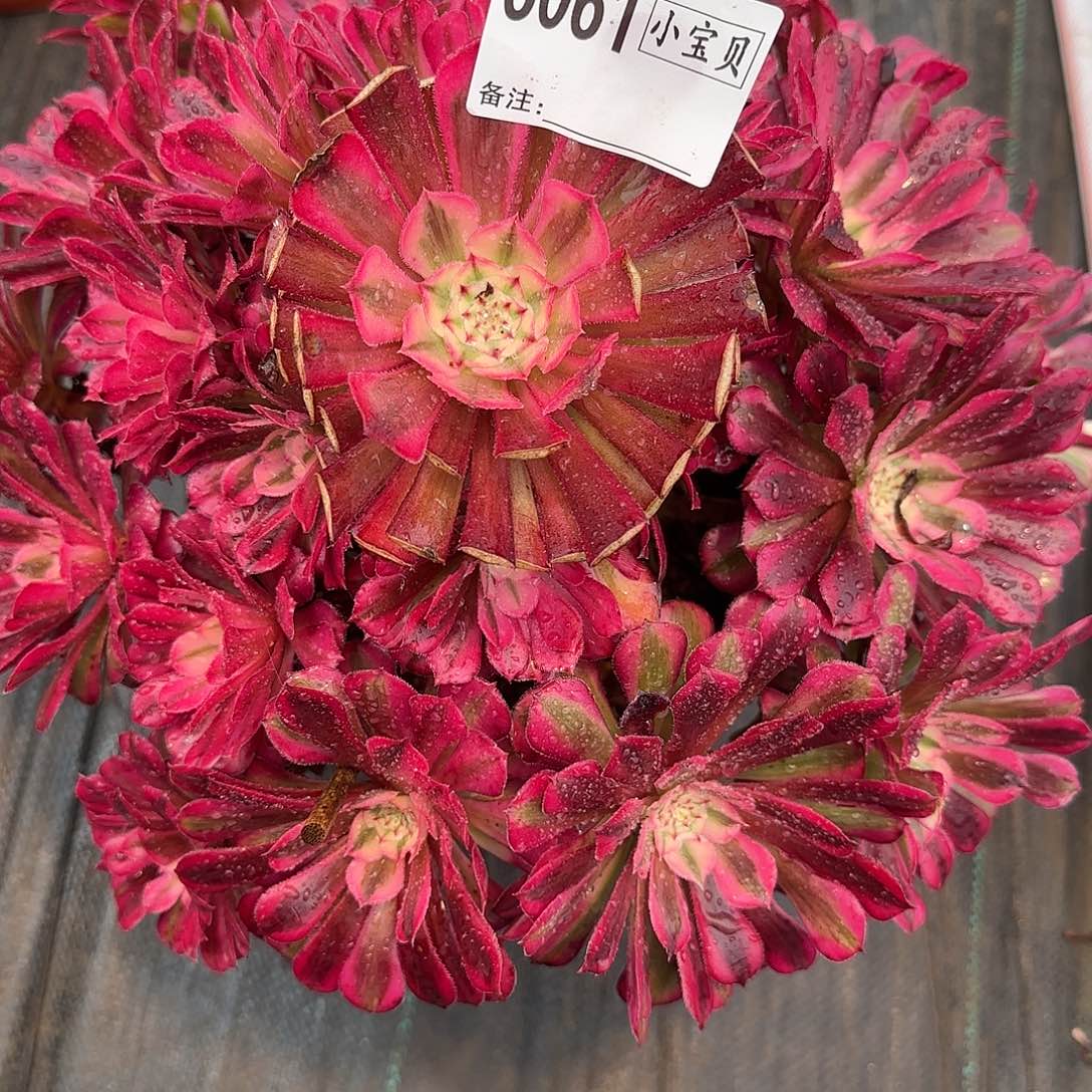 江***敏红铜白多肉6061多肉