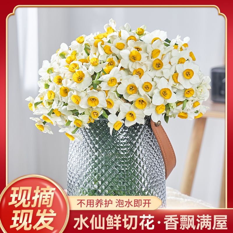 水仙花鲜切花冬季耐寒水培清香适合室内插花