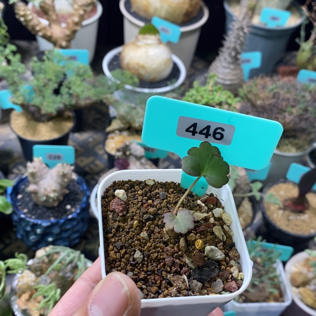 肾叶杨奎多肉植物