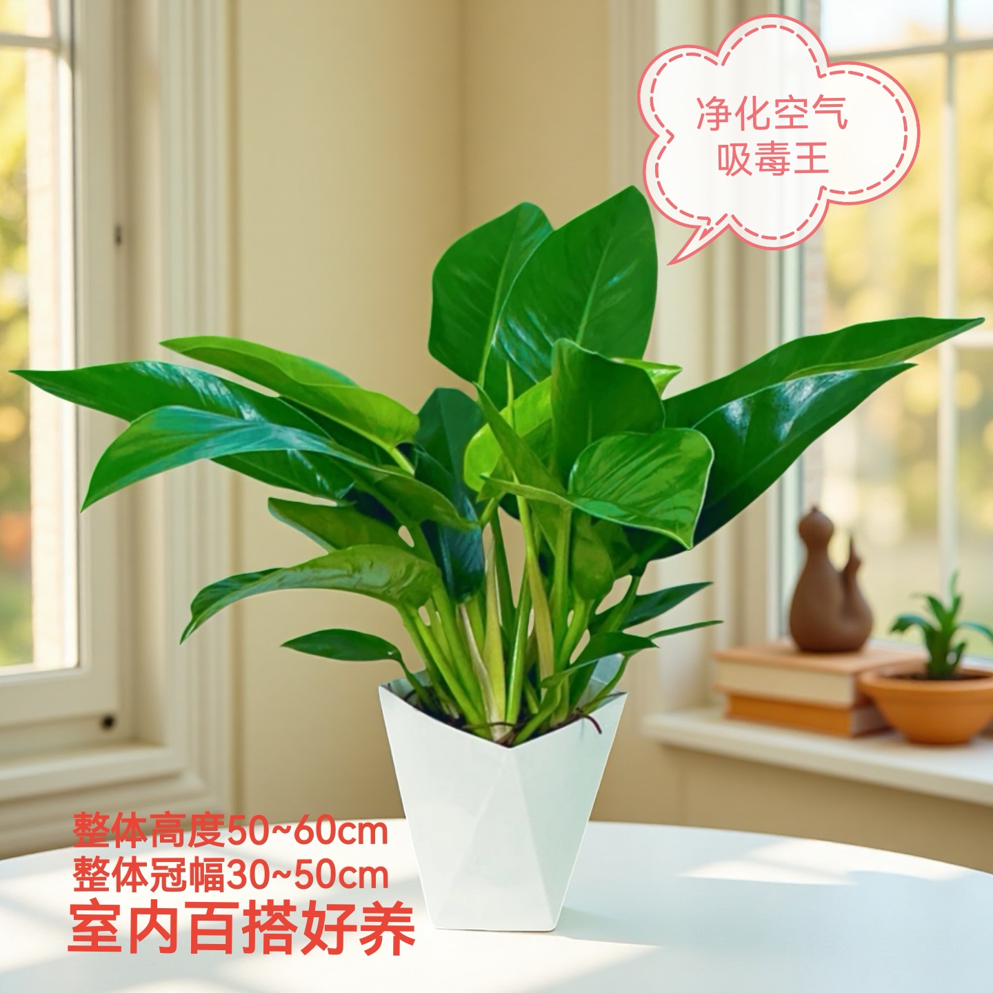 泰国金钻蔓绿绒室内绿植盆栽好养易活叶子长青净化空气50~60公分