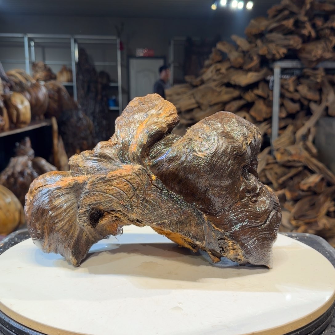 鱼***飞木王一刀琥珀木摆件190