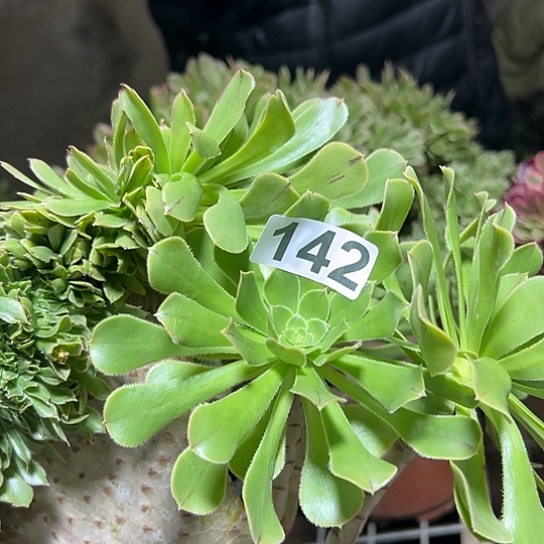 任***生多肉植物一个妖142