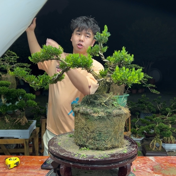 无花朵广东皱皮雀舌黄杨