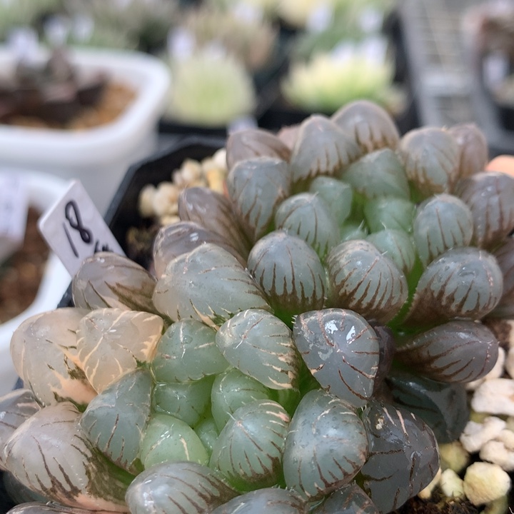 潘灯玉露锦一物一拍