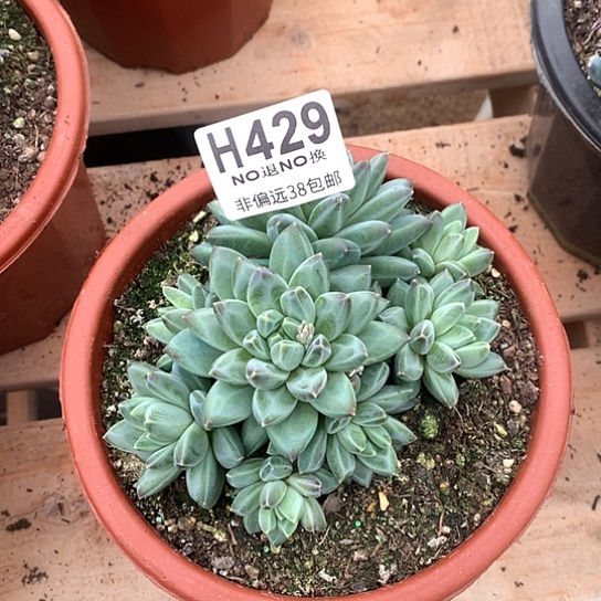 美人群429 全场处理退款拉黑7-8天发货