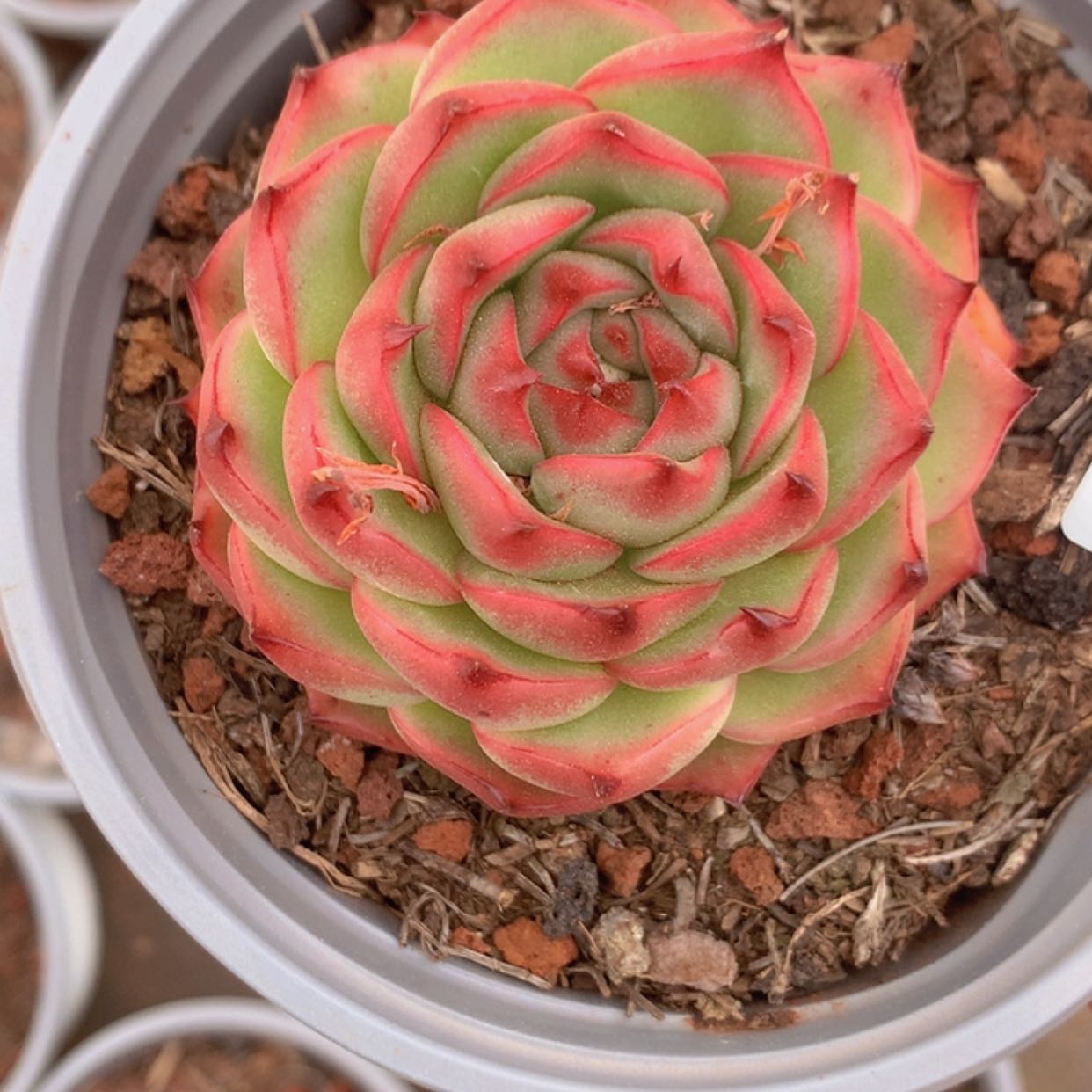 【闪购商品】云419