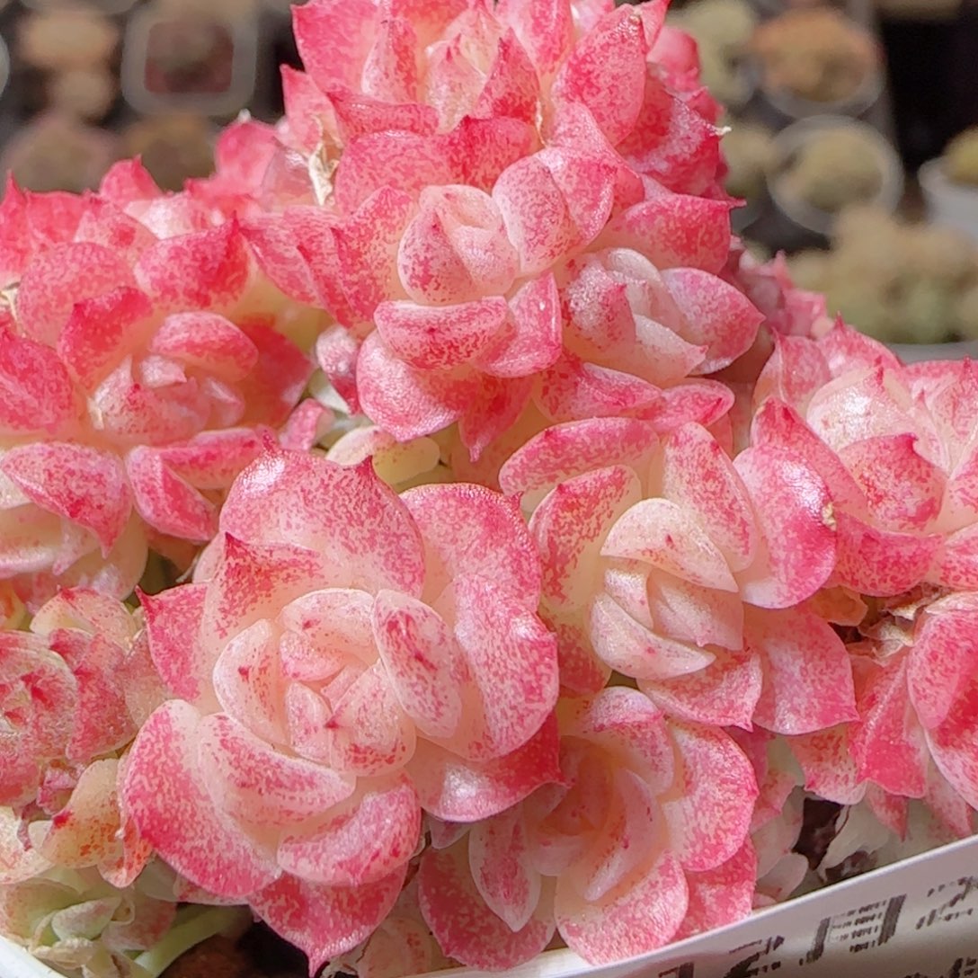 花语多肉1225-73散