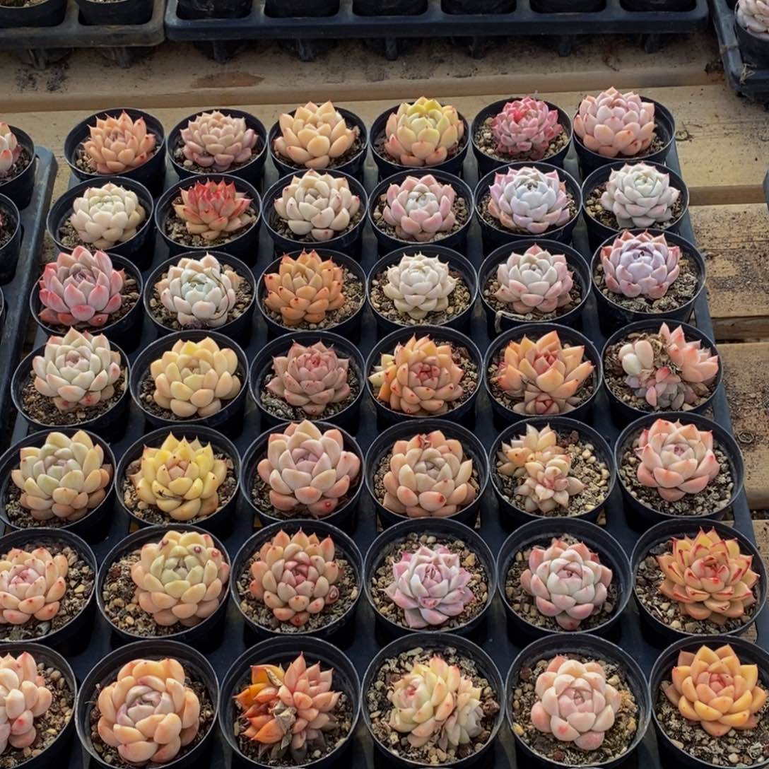 081的人生态度是一