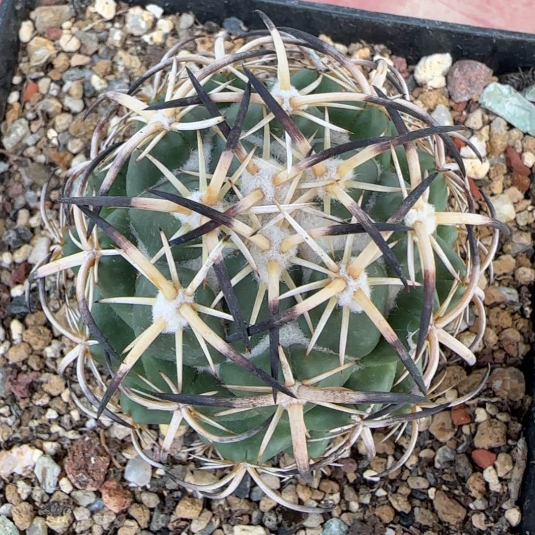 0007自根钢丁多肉6厘米