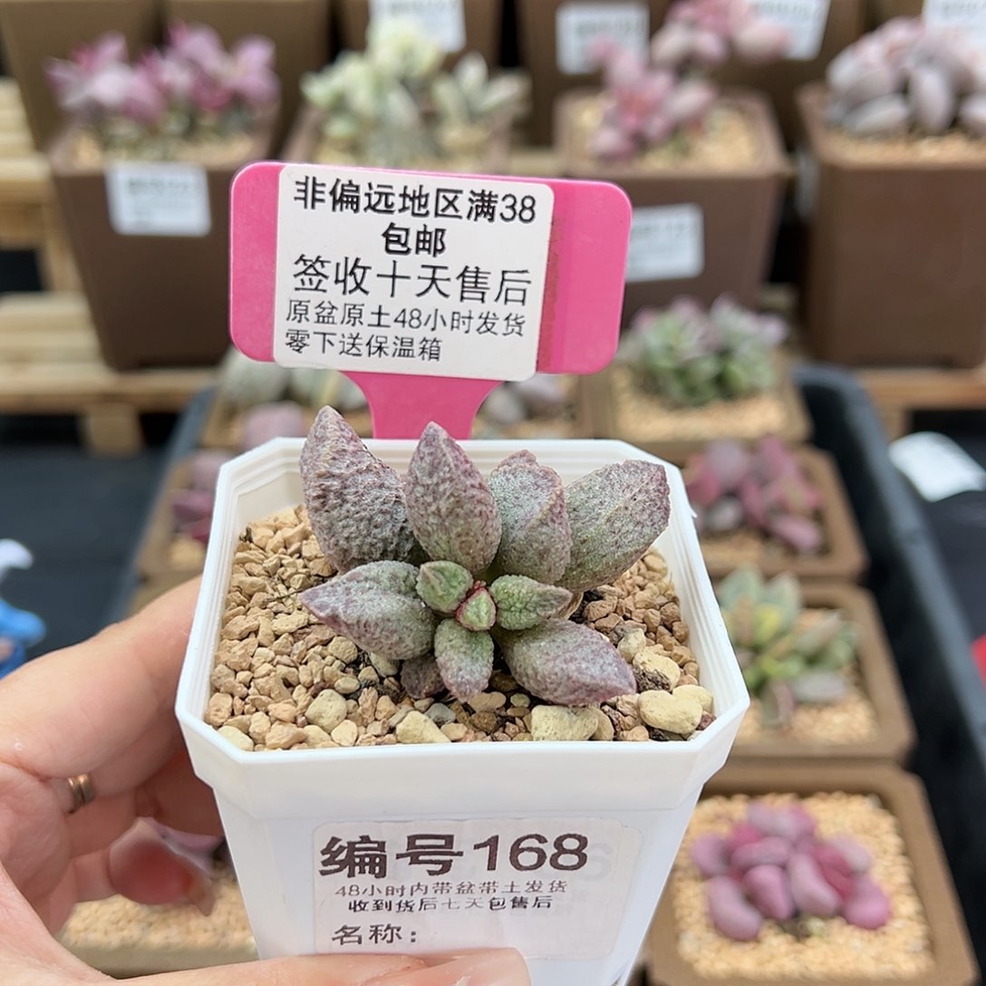 168融化纹猪肝多肉植物