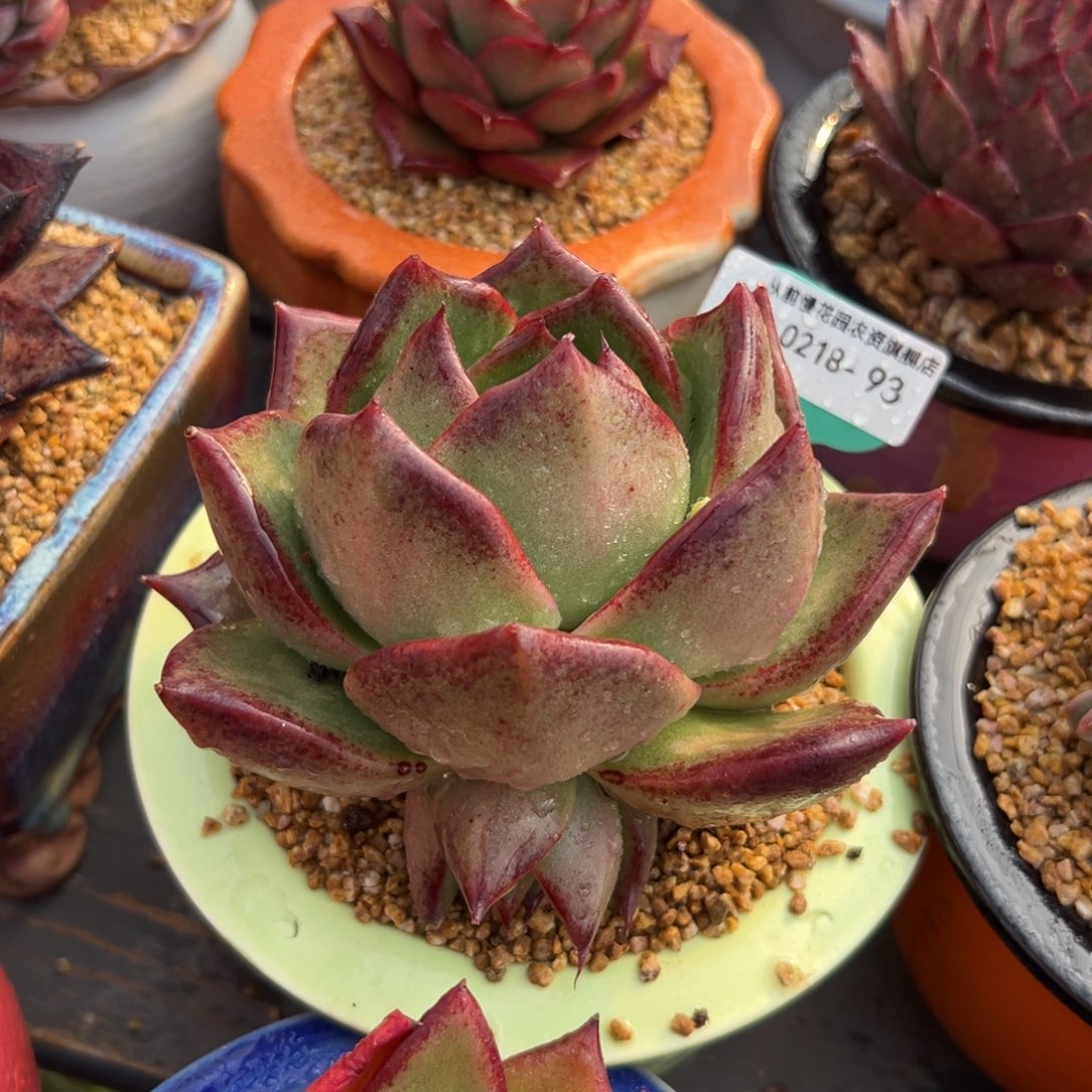 多肉一物一拍0218-93