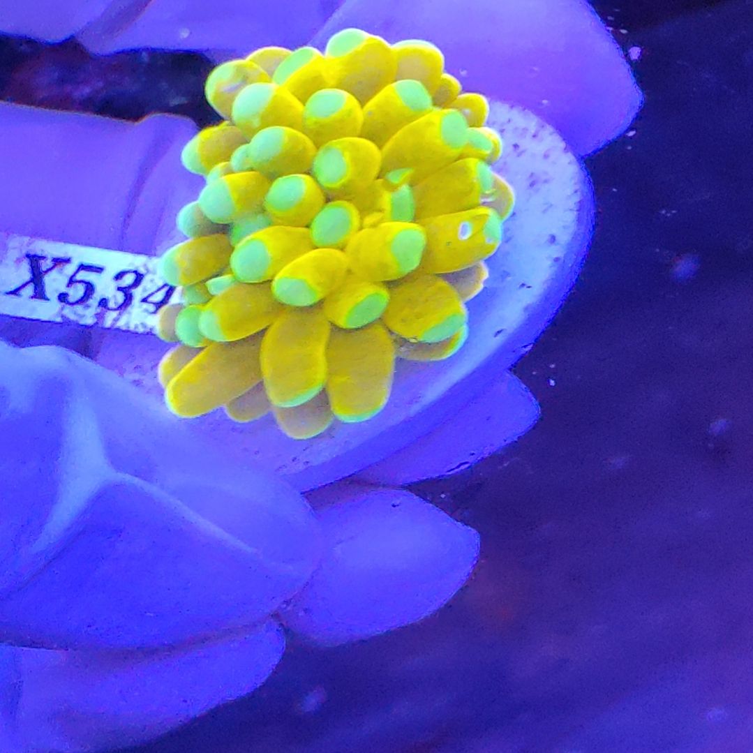智海珊瑚不接受退货不包邮