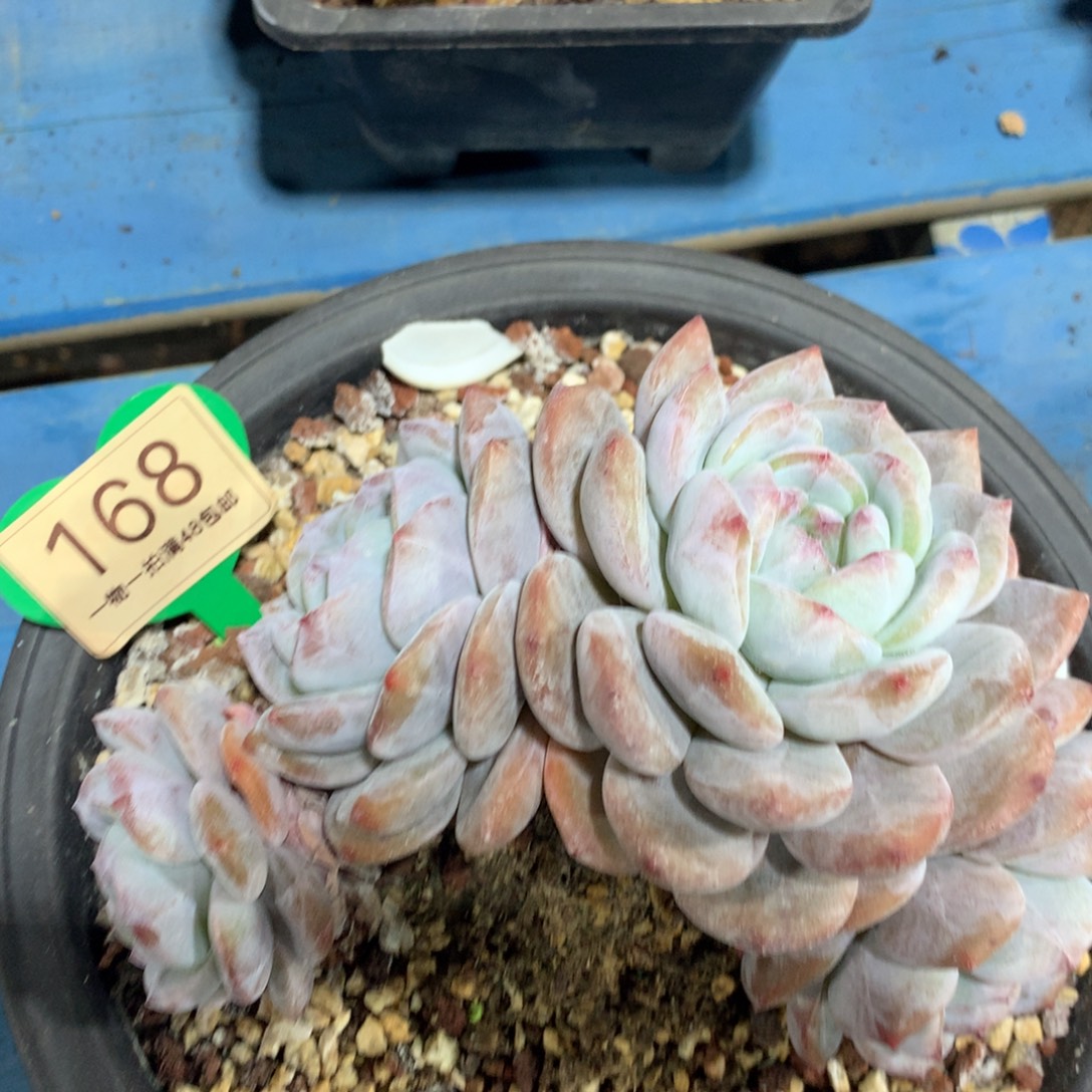 石榴籽星影开播福利