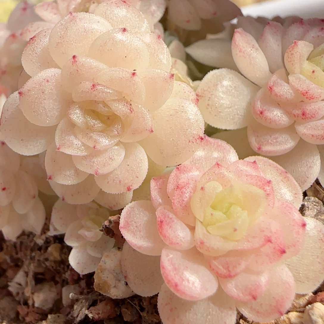 ?****?【闪购商品】0222-113（ht-3）