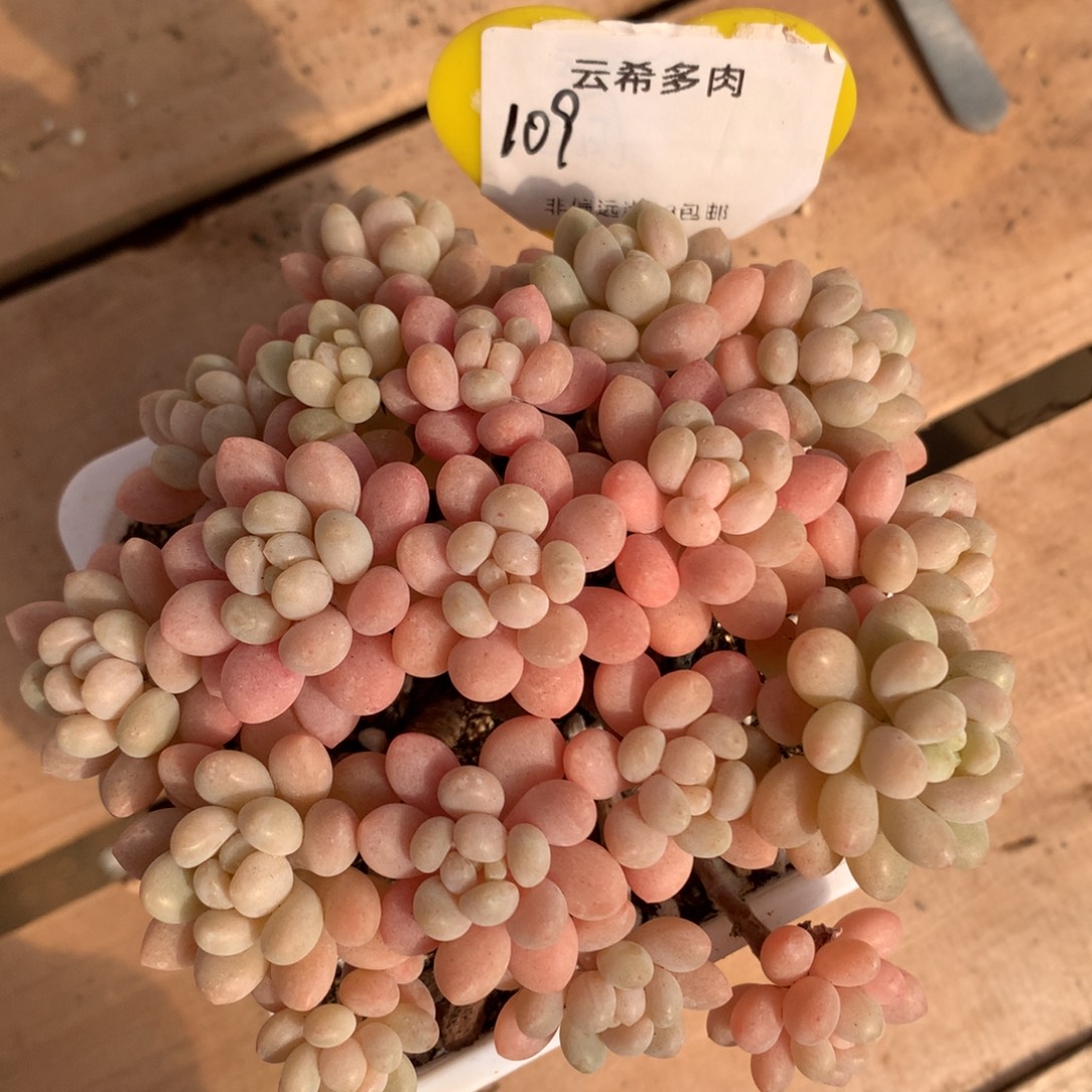 109号鱼子酱，一物一拍