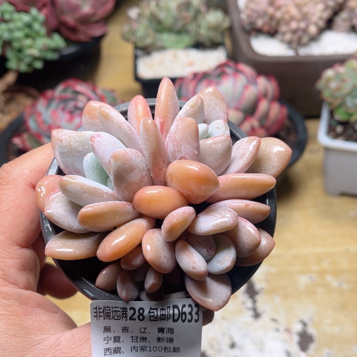 【闪购商品】633粉兔