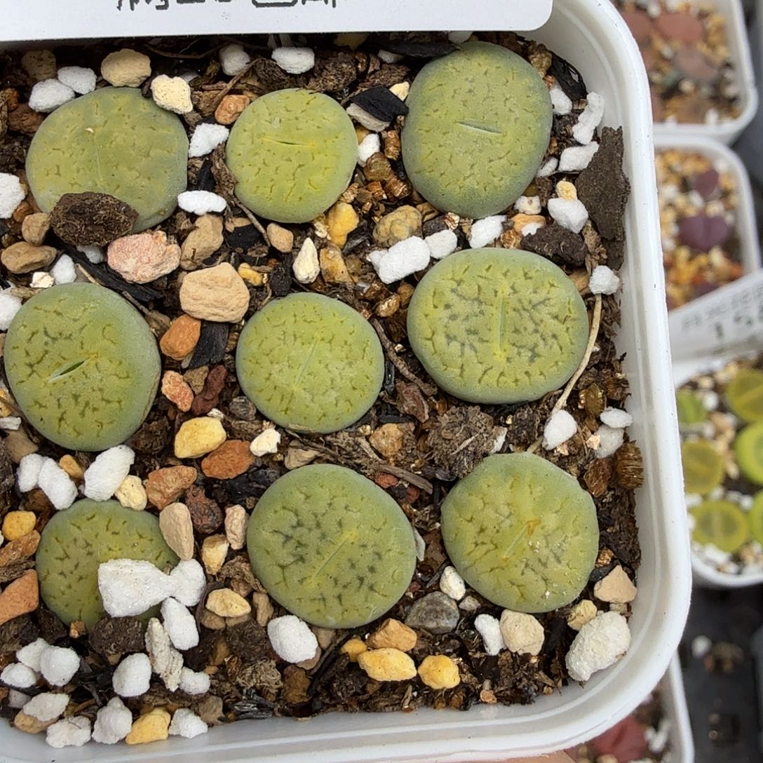 好喜欢看肖蘸唱歌跳舞打161这个