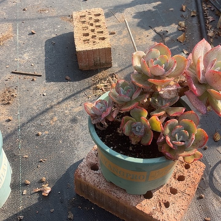 邱***姐860白凤脱土发货不退不换