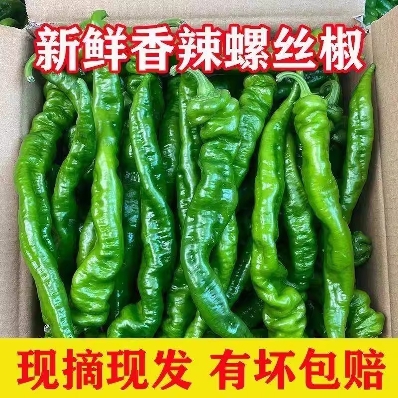 新鲜特辣小皱皮辣椒薄皮香辣现摘现发农家土辣椒螺丝椒