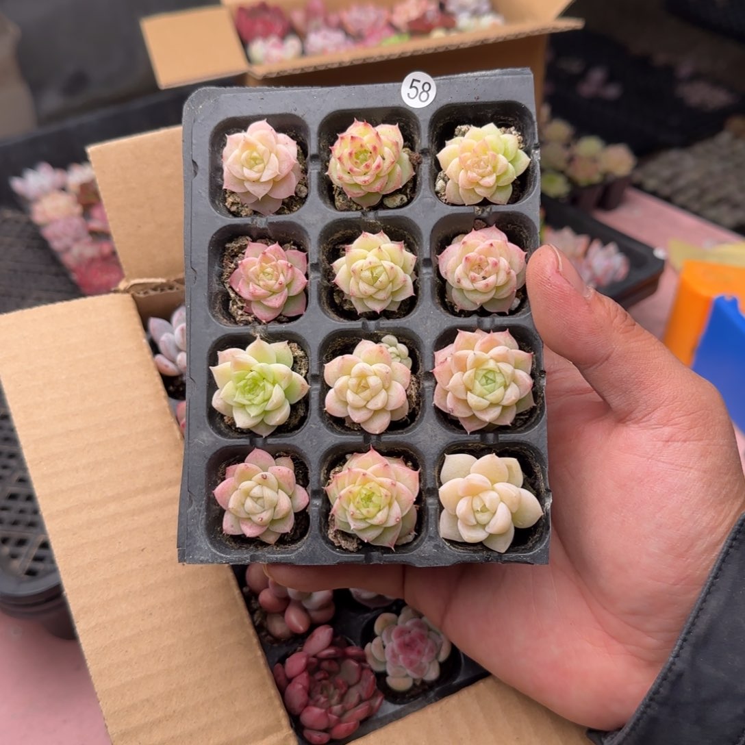 58 麦秆女王多肉植物12颗