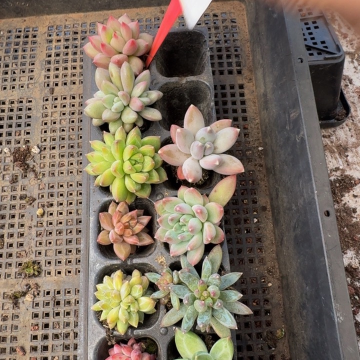 070多肉植物一物一拍