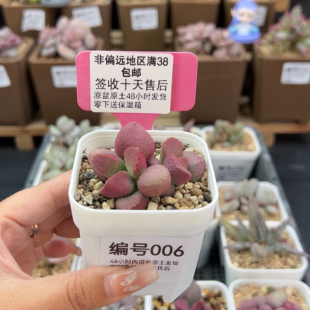 006赛猪肝多肉植物