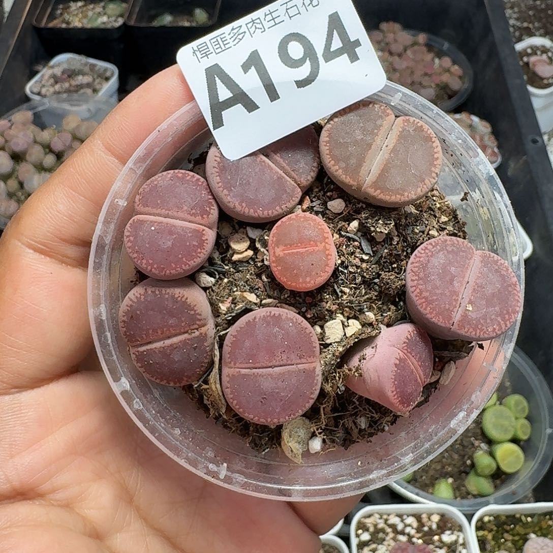 194多肉植物多肉植物