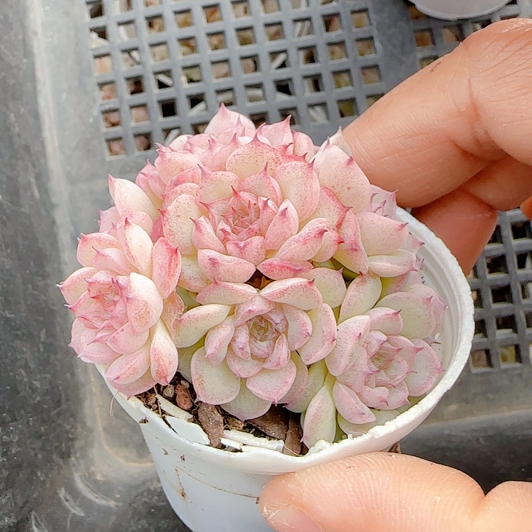 1218-16（xx-69）优选