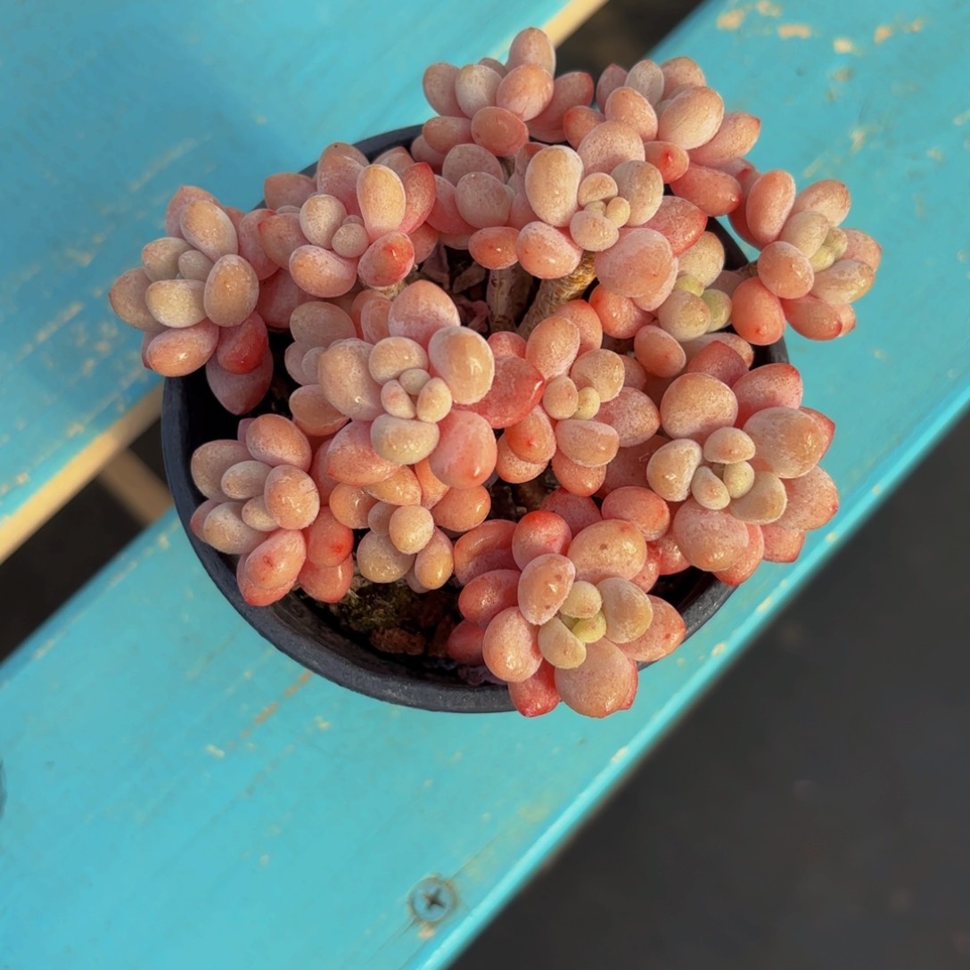 五一考虑考虑哦哦哦哦哦哦