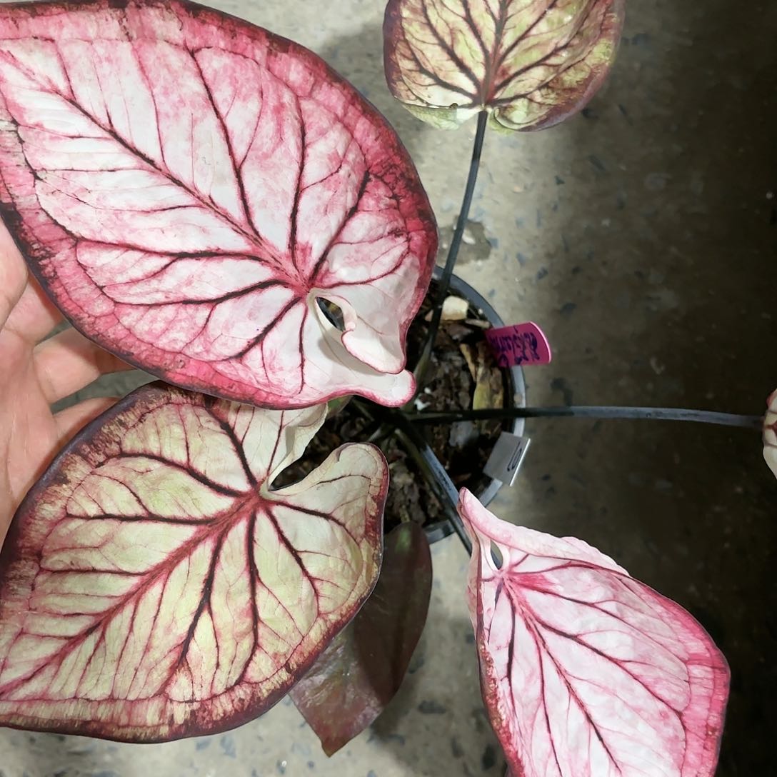 07-0116泰国花木兰彩叶芋泰国发货