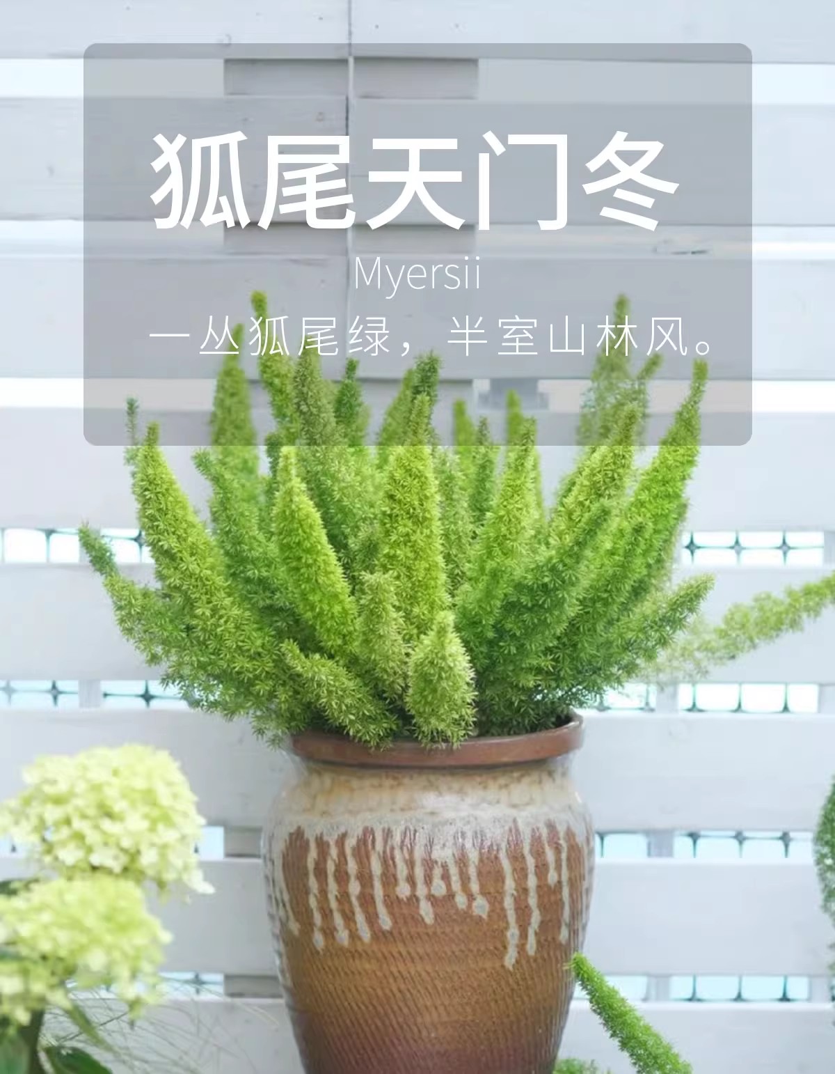 【2加仑狐尾天门冬】观叶盆栽阳台花园植物庭院绿植四季常绿好养