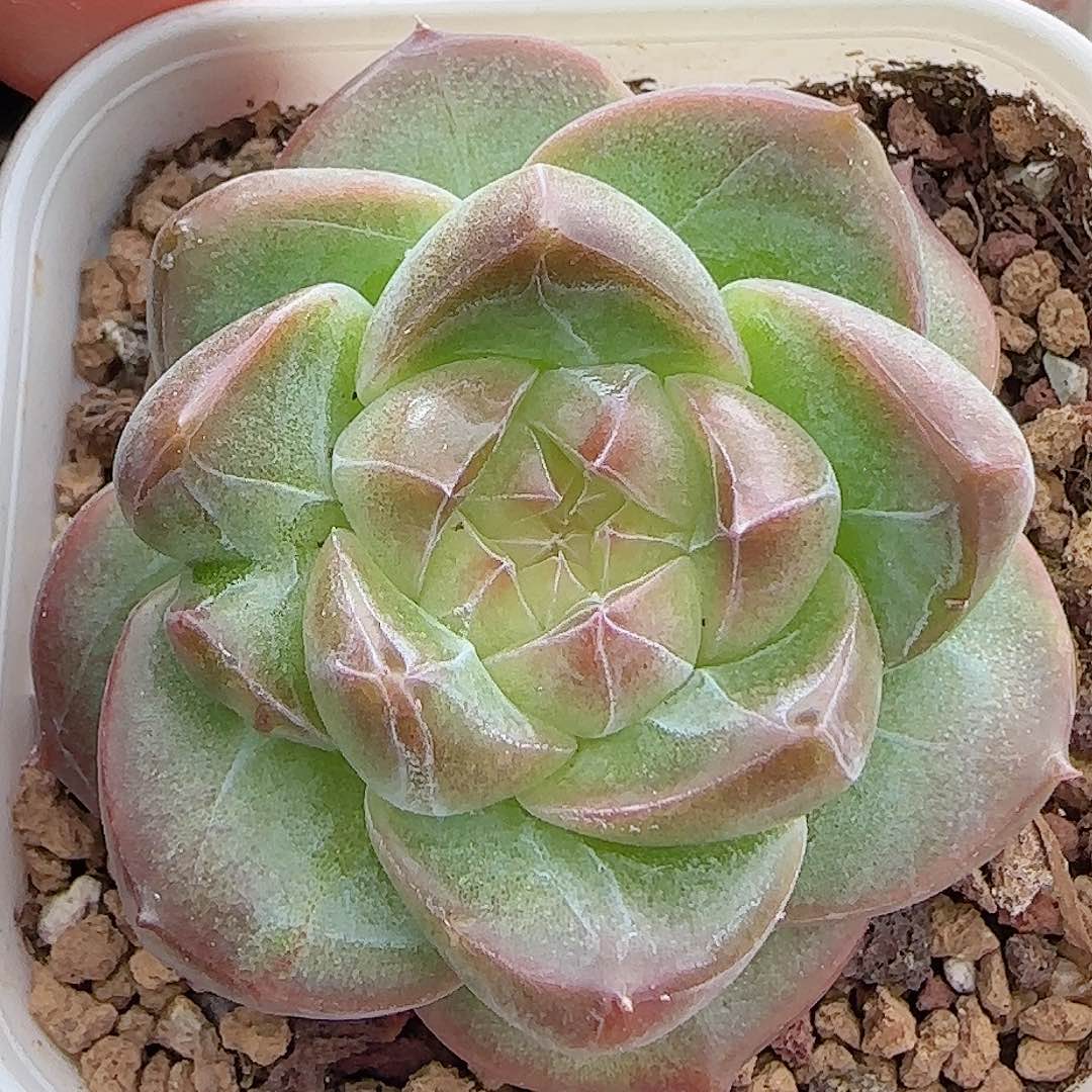 多肉0906-215珍妮