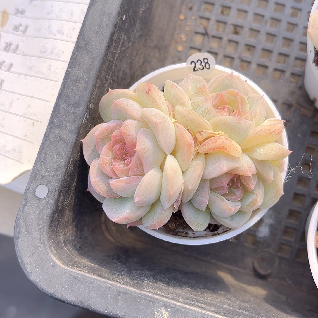 Y***Y238 一物一拍多肉 冰岛群