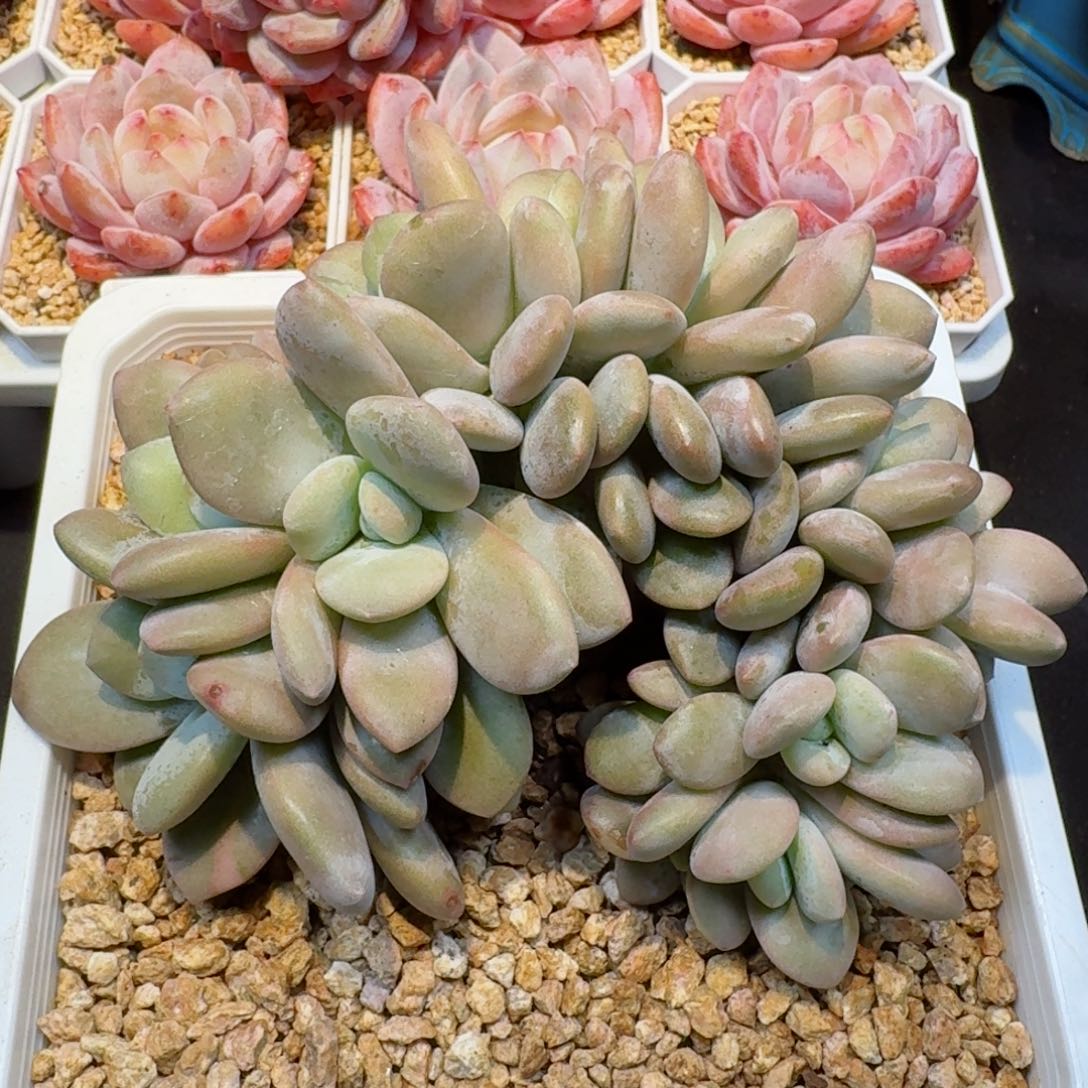 多肉植物  226  粉兔朵朵