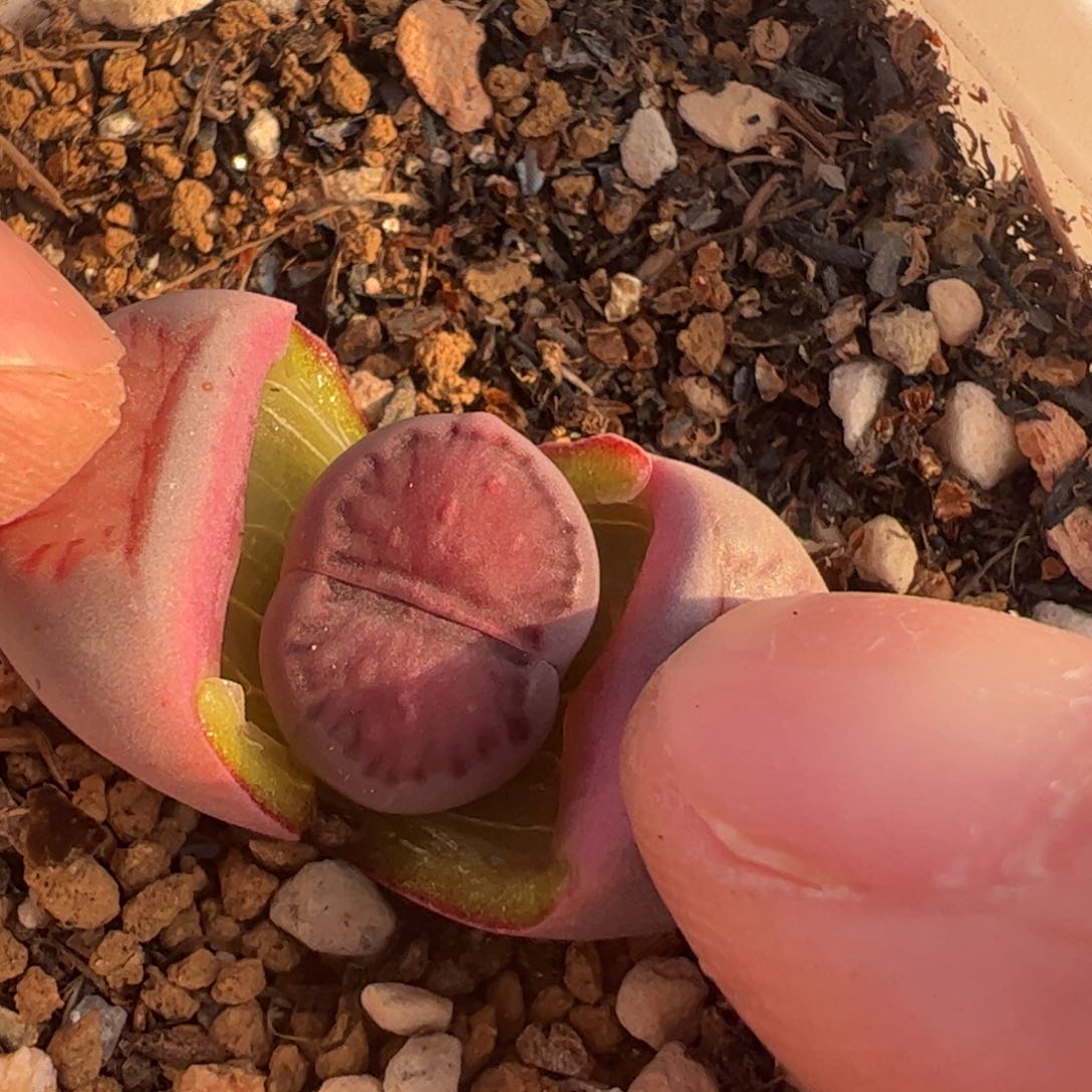 紫菊多肉植物百科